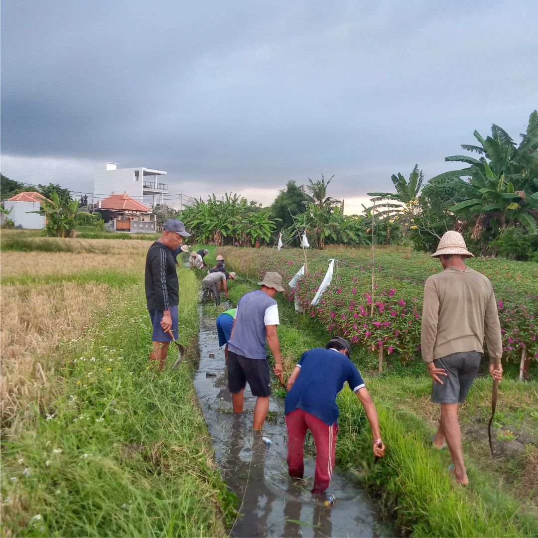 KEGIATAN PKTD PEMBERSIHAN AWAL MUNDUK ANGASAN KAUH SUBAK LUNGATAD