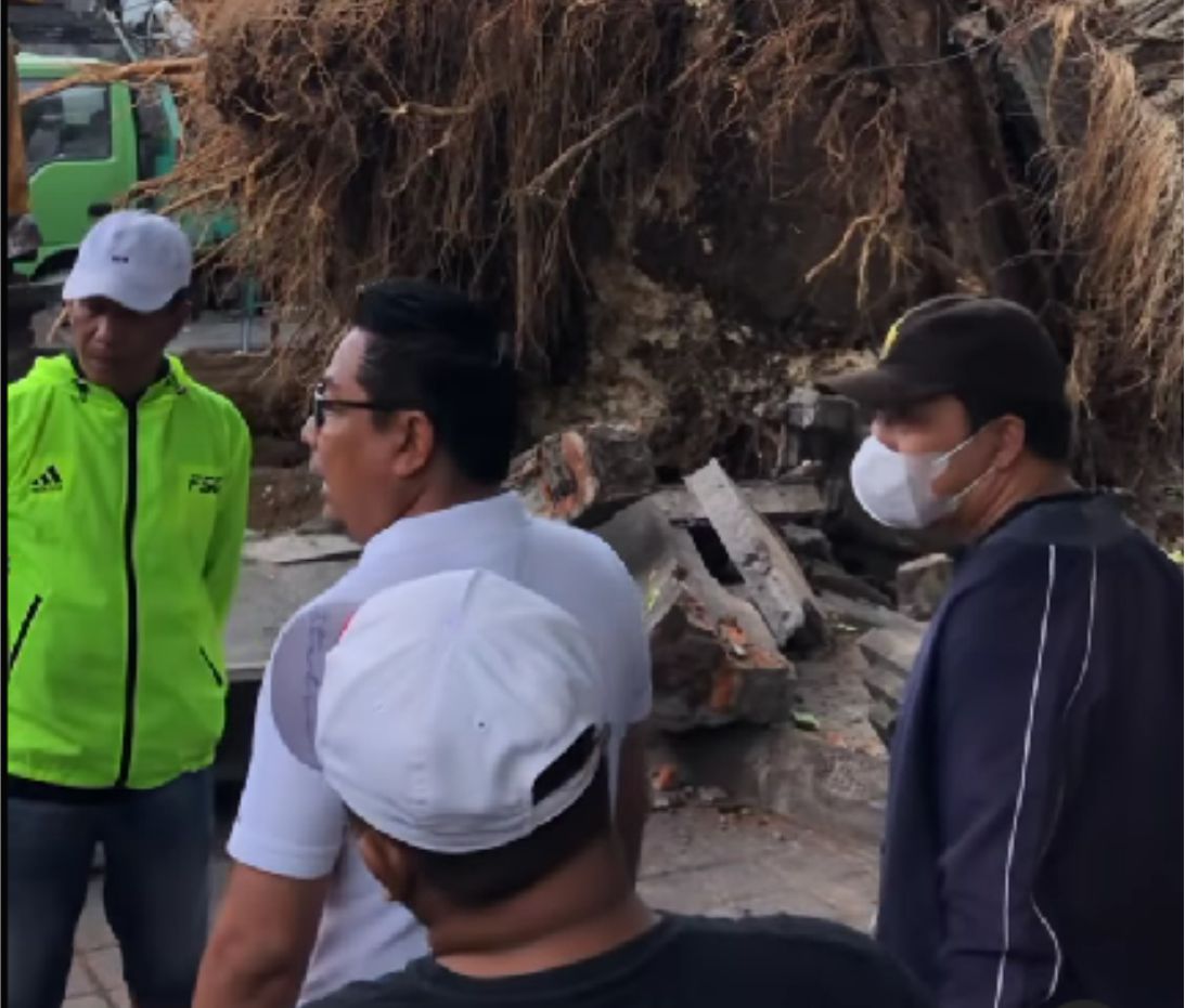 Akibat Angin Kencang, Pohon Beringin Tumbang (Lokasi Pasar Agung Peninjoan)
