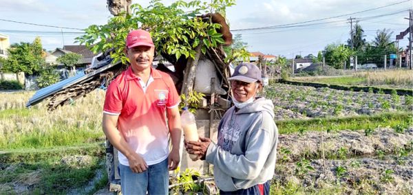 PETANI APLIKASIKAN MOL DI LAHAN CABAI BERSAMA KBS PEGUYANGAN KANGIN